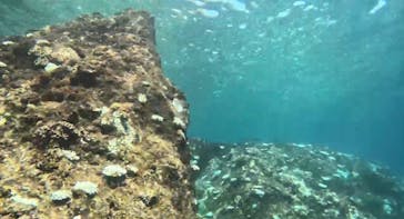 青の洞窟専門店　沖縄ダイビングショップ和に投稿された画像（2024/9/3）