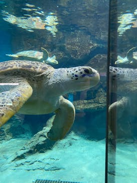 名古屋港水族館に投稿された画像（2024/9/3）