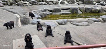 奥飛騨クマ牧場に投稿された画像（2024/9/3）