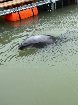 下田海中水族館に投稿された画像（2024/9/3）
