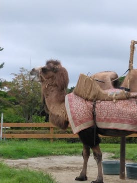 那須どうぶつ王国に投稿された画像（2024/9/3）