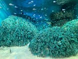 サンシャイン水族館に投稿された画像（2024/8/2）