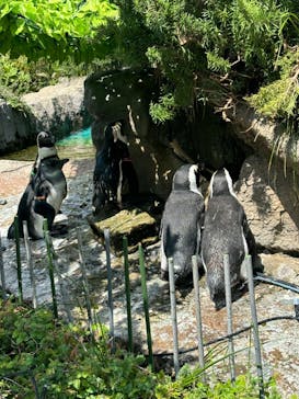 サンシャイン水族館に投稿された画像（2024/8/2）