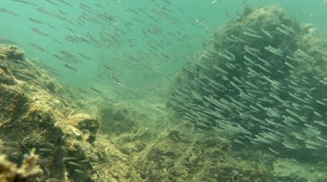 アリストダイバーズ賢島本店に投稿された画像（2024/9/3）