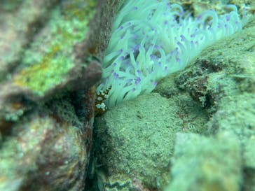 アリストダイバーズ賢島本店に投稿された画像（2024/9/3）