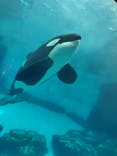 名古屋港水族館に投稿された画像（2024/9/4）