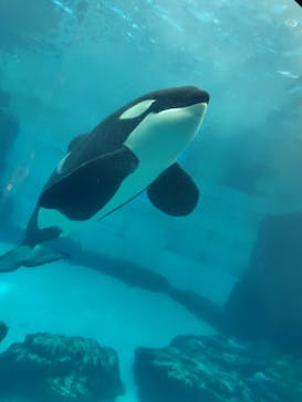 名古屋港水族館に投稿された画像（2024/9/3）