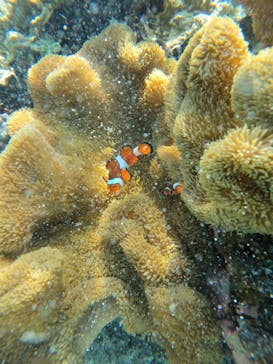 宮古島 ADVENTURE PiPi（ミヤコジマ アドベンチャー ピピ）に投稿された画像（2024/9/4）