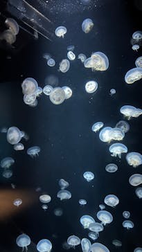 環境水族館アクアマリンふくしまに投稿された画像（2024/9/4）