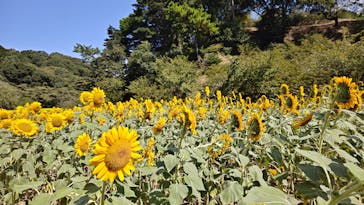 はままつフラワーパークに投稿された画像（2024/9/4）