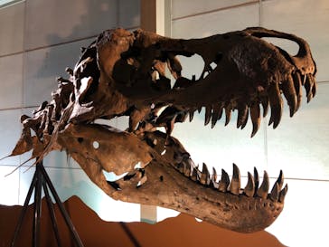 巨大恐竜展2024に投稿された画像（2024/9/4）