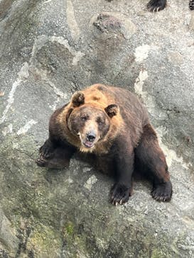 のぼりべつクマ牧場に投稿された画像（2024/9/4）