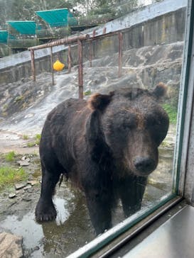 のぼりべつクマ牧場に投稿された画像（2024/9/4）