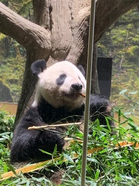 恩賜上野動物園に投稿された画像（2024/9/4）