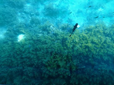 OCEANS/新原海底観光センターに投稿された画像（2024/9/4）