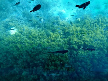 OCEANS/新原海底観光センターに投稿された画像（2024/9/4）