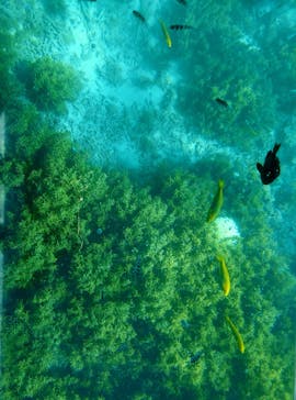 OCEANS/新原海底観光センターに投稿された画像（2024/9/4）