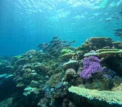 Ocean Gate（オーシャンゲート）に投稿された画像（2024/9/4）