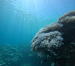 Ocean Gate（オーシャンゲート）に投稿された画像（2024/9/4）