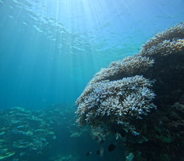 Ocean Gate（オーシャンゲート）に投稿された画像（2024/9/4）