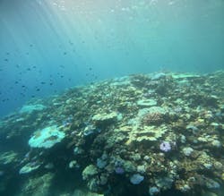 Ocean Gate（オーシャンゲート）に投稿された画像（2024/9/4）