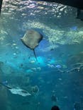 新江ノ島水族館に投稿された画像（2024/9/4）