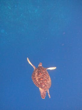 マーレ石垣島に投稿された画像（2024/9/4）