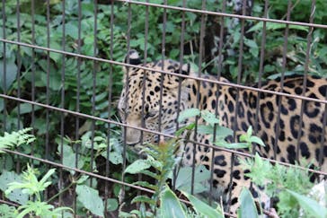 よこはま動物園ズーラシアに投稿された画像（2024/9/4）
