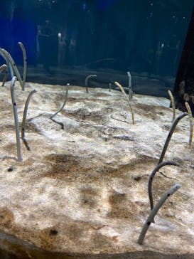 AQUARIUM × ART　atoaに投稿された画像（2024/9/4）