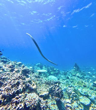 西表島 ADVENTURE PiPi（アドベンチャーピピ）に投稿された画像（2024/9/5）