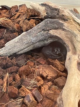 JOYPOLIS 特別イベントスペースに投稿された画像（2024/9/5）