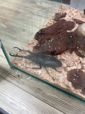 JOYPOLIS 特別イベントスペースに投稿された画像（2024/9/5）