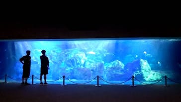 大分マリーンパレス水族館 「うみたまご」に投稿された画像（2024/9/5）