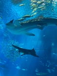 沖縄美ら海水族館に投稿された画像（2024/9/5）