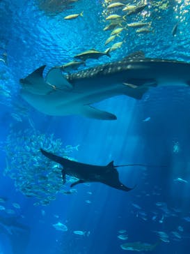 沖縄美ら海水族館に投稿された画像（2024/9/5）