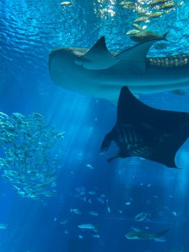 沖縄美ら海水族館に投稿された画像（2024/9/5）