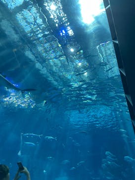 沖縄美ら海水族館に投稿された画像（2024/9/5）