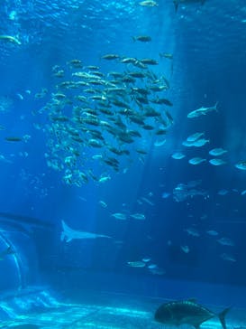 沖縄美ら海水族館に投稿された画像（2024/9/5）