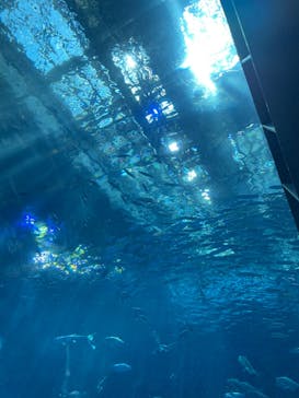 沖縄美ら海水族館に投稿された画像（2024/9/5）