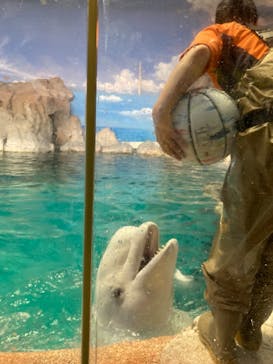 名古屋港水族館に投稿された画像（2024/9/5）
