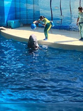 新江ノ島水族館に投稿された画像（2024/9/5）