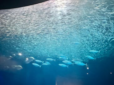 名古屋港水族館に投稿された画像（2024/9/5）