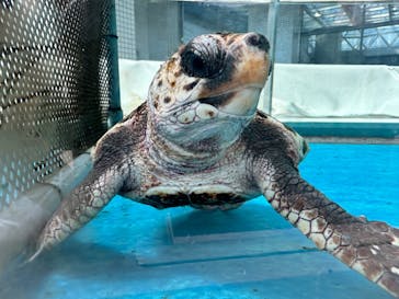 名古屋港水族館に投稿された画像（2024/9/5）
