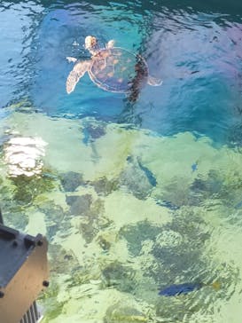 葛西臨海水族園に投稿された画像（2024/9/5）