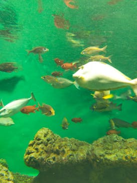 葛西臨海水族園に投稿された画像（2024/9/5）