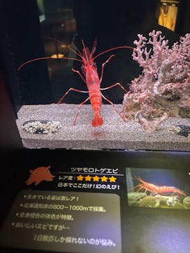 環境水族館アクアマリンふくしまに投稿された画像（2024/9/5）