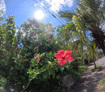 西表島 ADVENTURE PiPi（アドベンチャーピピ）に投稿された画像（2024/9/5）