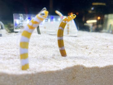 京都水族館×ニデック京都タワーに投稿された画像（2024/9/5）