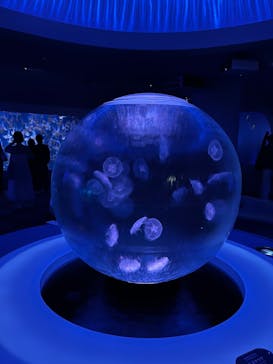 新江ノ島水族館に投稿された画像（2024/9/6）