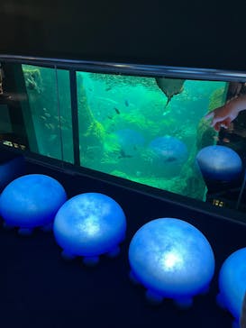 新江ノ島水族館に投稿された画像（2024/9/6）